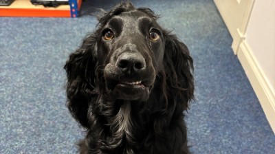 Skye the dog